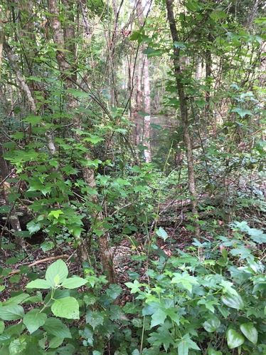 Affordable Hunting Tract Near Tallahassee: US 90, Monticello , FL 32344